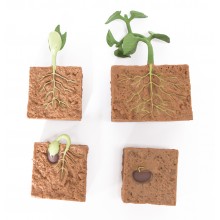 Life Cycle of soybeans