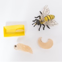 Lebenszyklus - Honigbiene