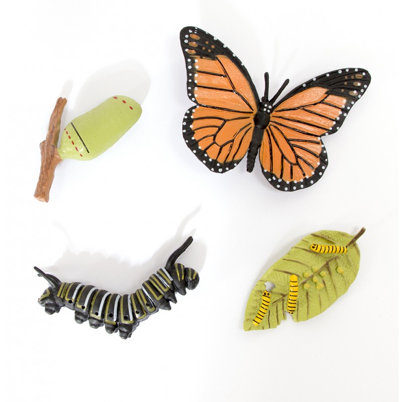 Life Cycle butterfly