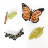 Life Cycle butterfly