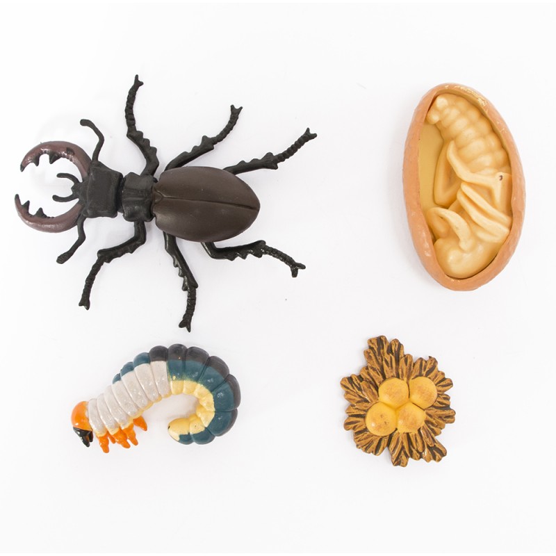 Life Cycle stag beetles