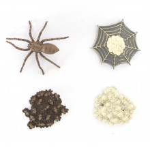 Life Cycle spiders