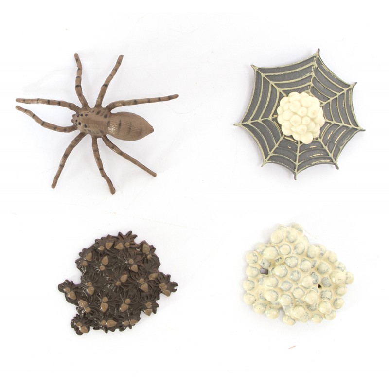 Life Cycle spiders Life Cycle spiders