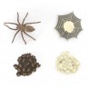 Life Cycle spiders Life Cycle spiders