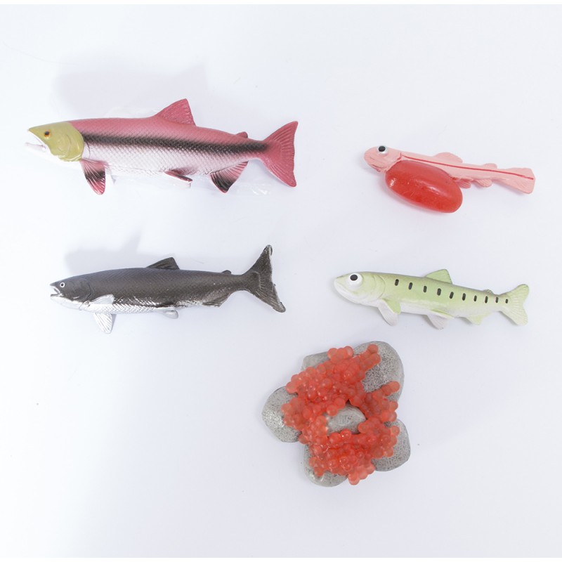 Lebenszyklus - Lachs Lebenszyklus - Lachs