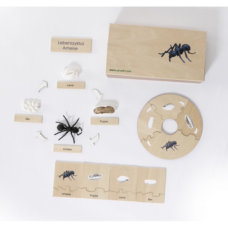 Life Cycle Set of an Ant - German Life Cycle Set of an Ant - German