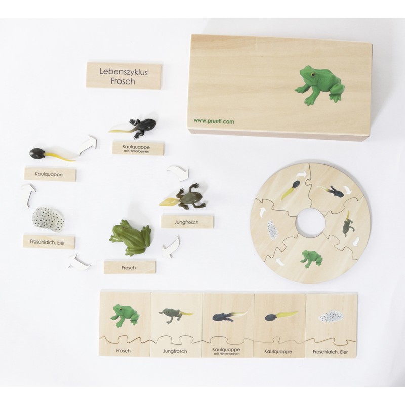 Life Cycle Set of a Frog - German