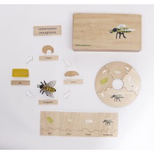 Lebenszyklus - Honigbiene - Arbeitsmaterial - Deutsch