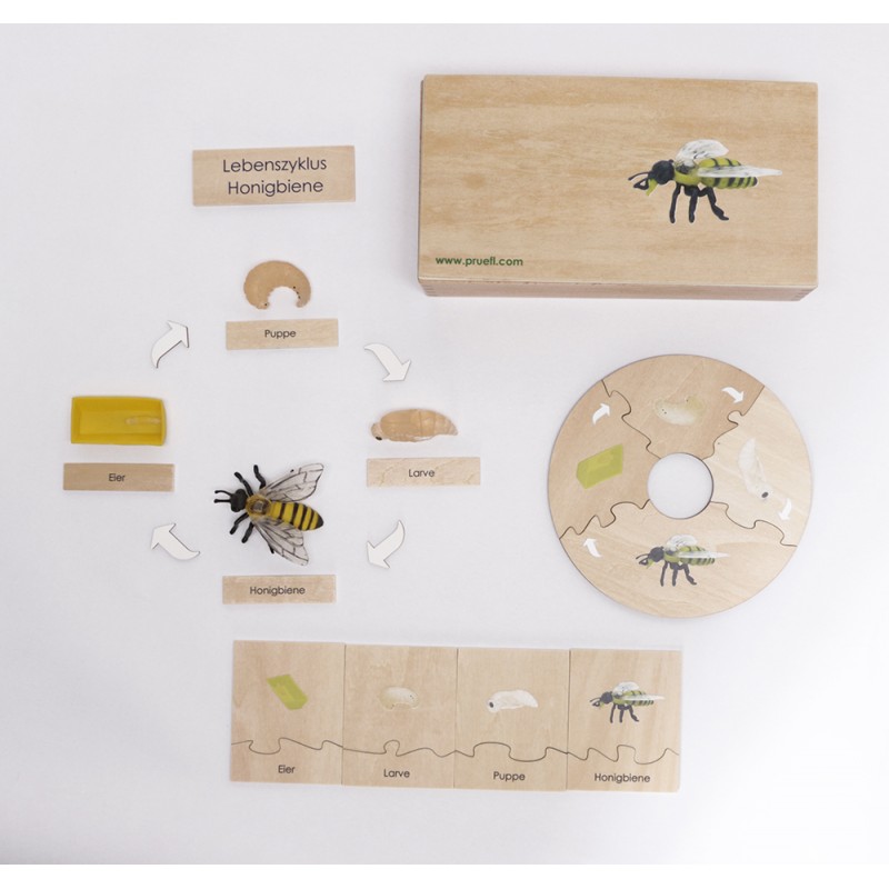 Life Cycle Set of a Honey Bee - German Life Cycle Set of a Honey Bee - German