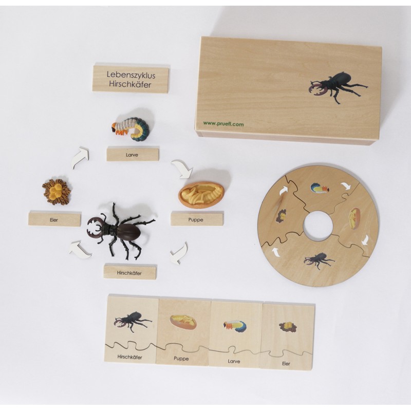 Life Cycle Set of a Stag Beetle - German Life Cycle Set of a Stag Beetle - German