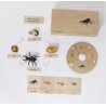 Life Cycle Set of a Stag Beetle - German Life Cycle Set of a Stag Beetle - German