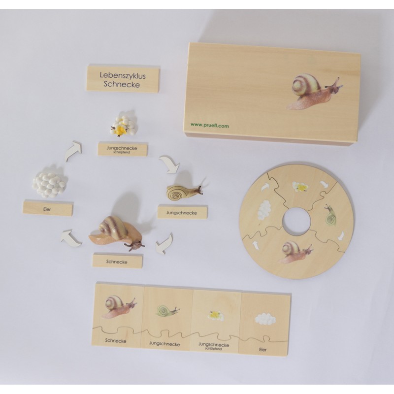Lebenszyklus - Schnecke - Arbeitsmaterial - Deutsch Lebenszyklus - Schnecke - Arbeitsmaterial - Deutsch