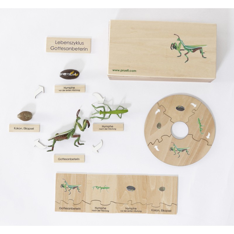 Life cycle - Praying mantis - Work material - German