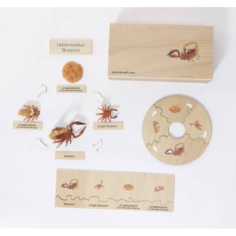 Life Cycle Set of  a Scorpion - German Life Cycle Set of  a Scorpion - German
