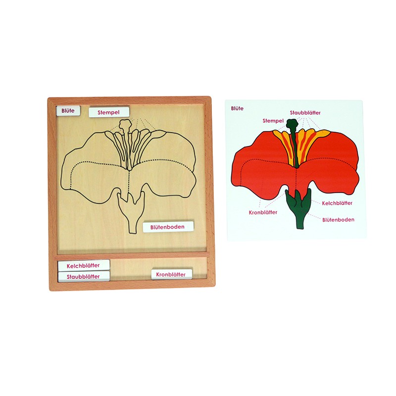 Colored botany puzzle activity set-flower - German Colored botany puzzle activity set-flower - German