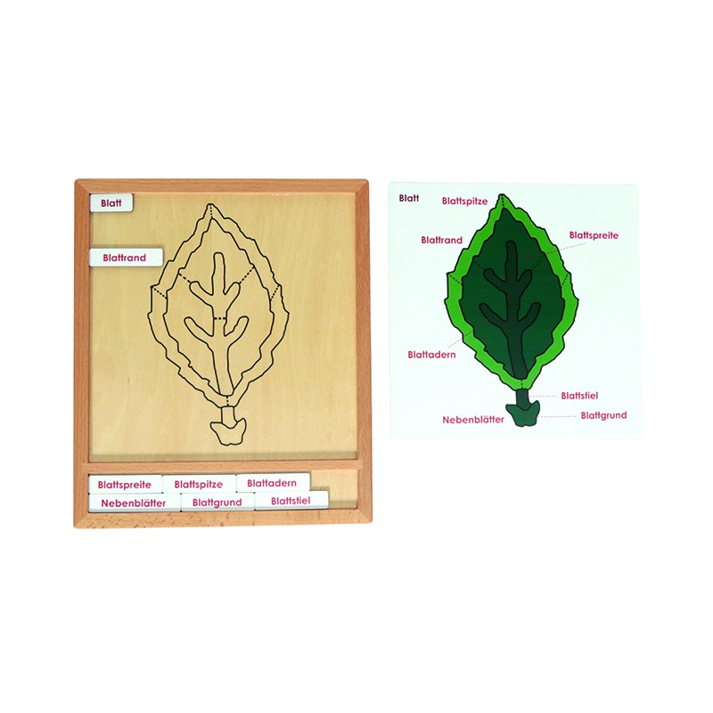 copy of Farebná botanická logická aktivita copy of Farebná botanická logická aktivita