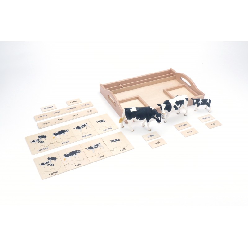 animal family - cattle - Englisch animal family - cattle - Englisch