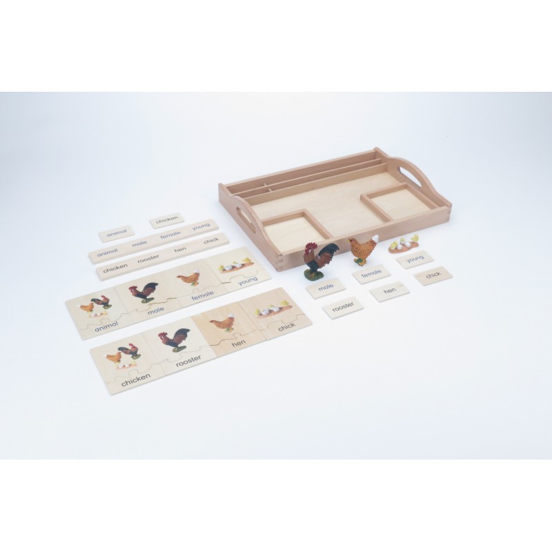 animal family - chicken - English
