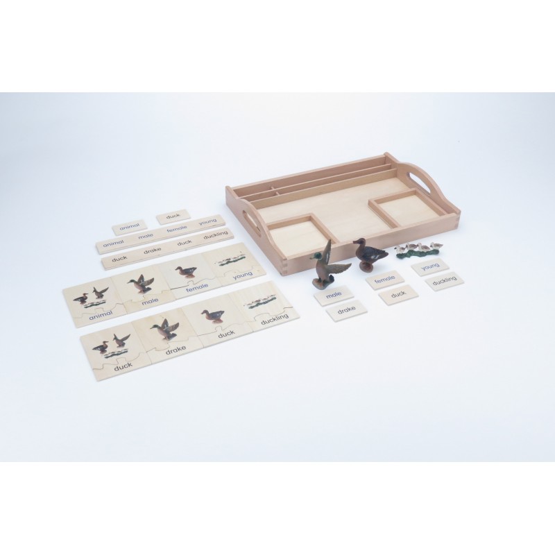 Tierfamilie - Ente - Englisch Tierfamilie - Ente - Englisch