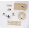 Life Cycle Set of a Mosquito - German/English