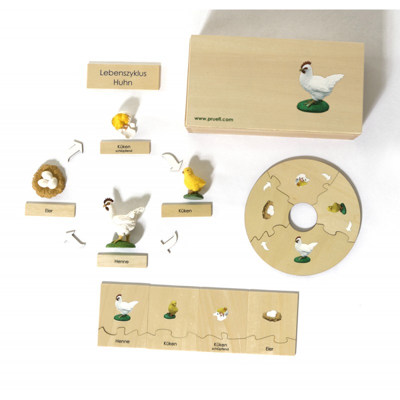 Life Cycle Set of a Chicken - German/English