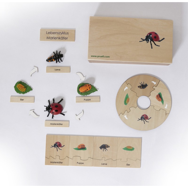 Life Cycle Set of a Ladybird - German/English