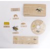 Life Cycle Set of a Honey Bee - German/English Life Cycle Set of a Honey Bee - German/English