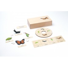Life Cycle Set of a Butterfly - German