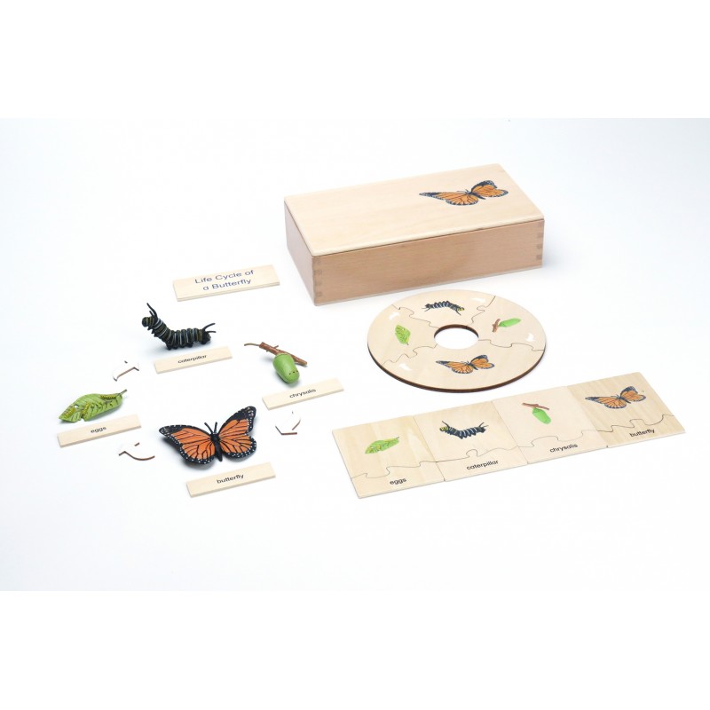 Life Cycle Set of a Butterfly - German