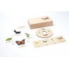 Life Cycle Set of a Butterfly - German