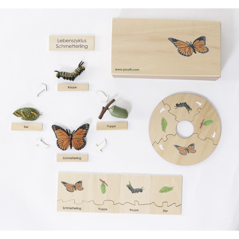 copy of Lebenszyklus - Schmetterling - Arbeitsmaterial - Deutsch