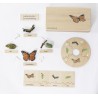 Life Cycle Set of a Butterfly - German/English