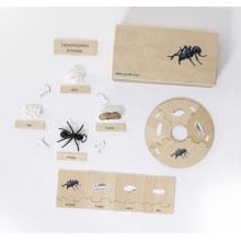 Life Cycle Set of an Ant - German/English