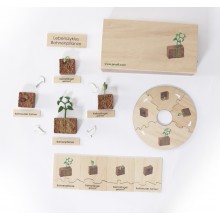 Lebenszyklus - Bohnenpflanze - Arbeitsmaterial - Deutsch/Englisch