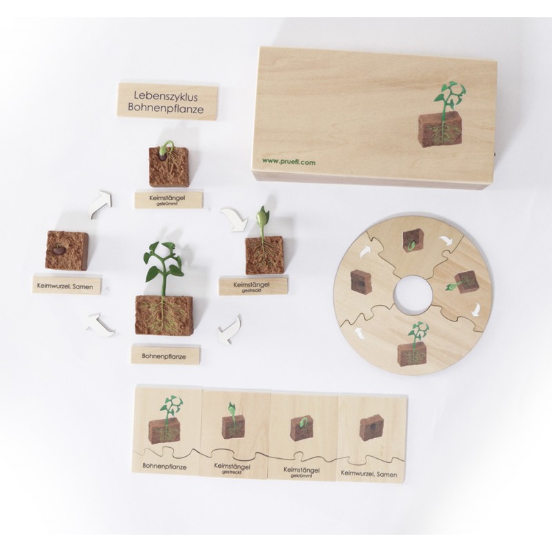 Life Cycle Set of a Bean Plant - German/English