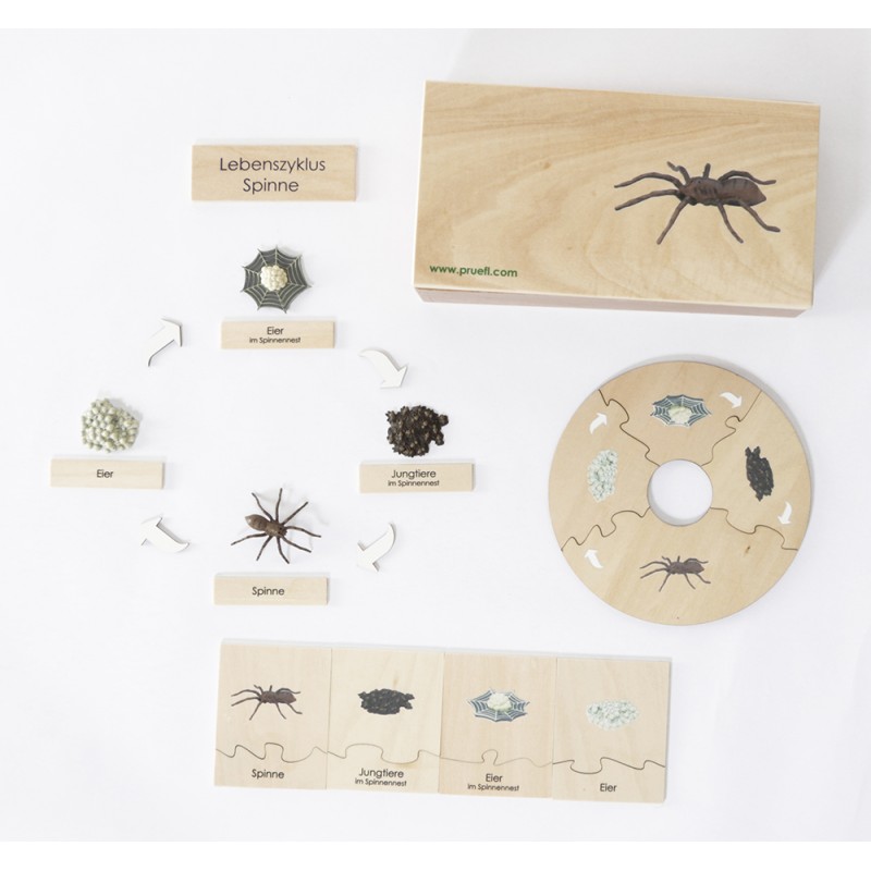 Life Cycle Set of a Spider - German/English