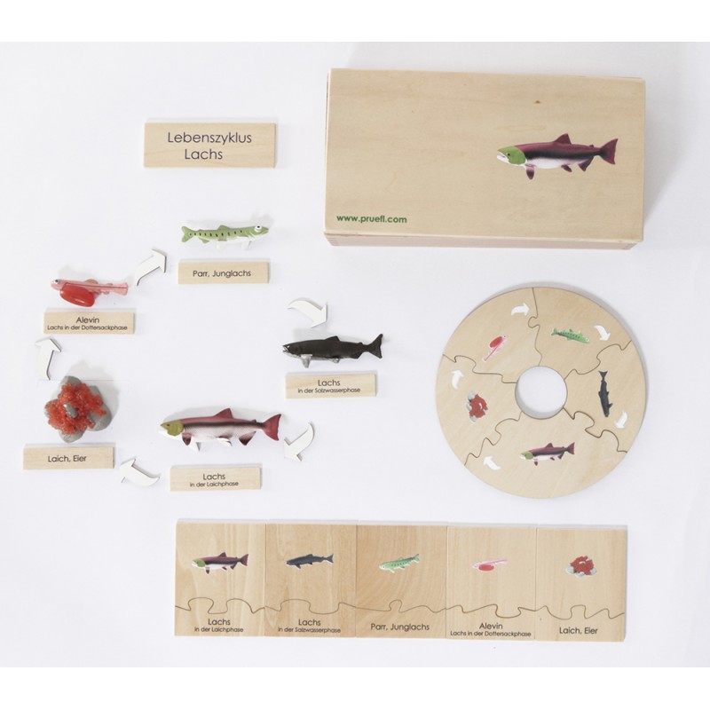 copy of Lebenszyklus - Lachs - Arbeitsmaterial - Deutsch copy of Lebenszyklus - Lachs - Arbeitsmaterial - Deutsch