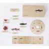Life Cycle Set of a Salmen - German/English Life Cycle Set of a Salmen - German/English
