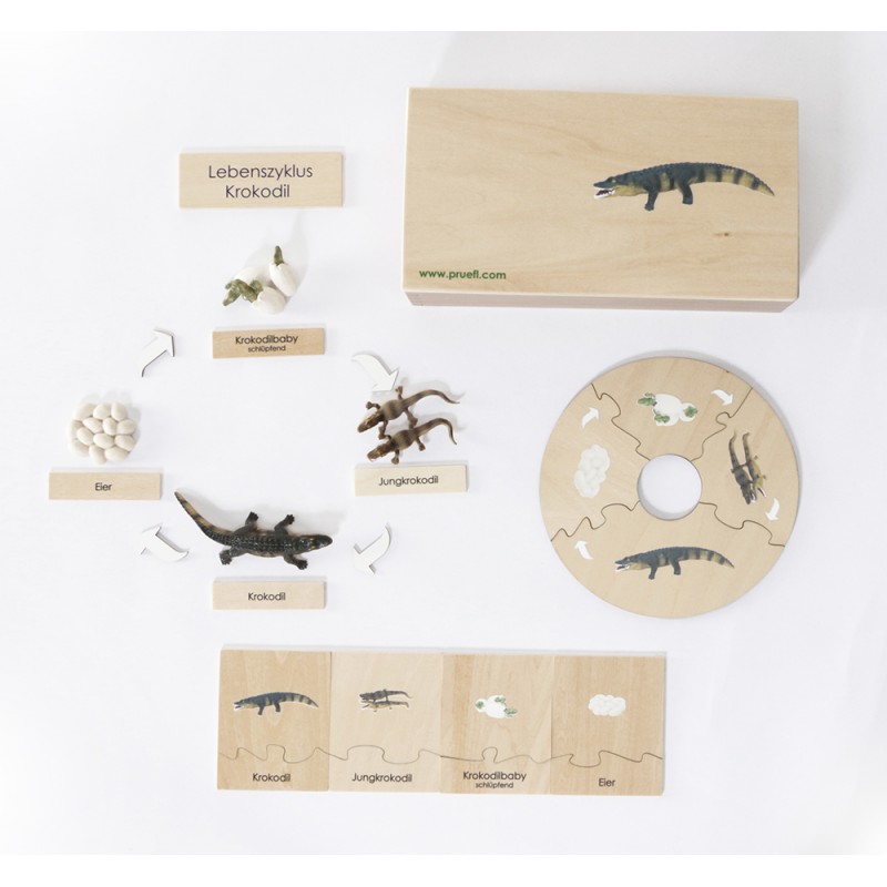 Life Cycle Set of a Krokodil - German/English