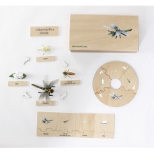 Life Cycle Set of a Dragonfly - German/English