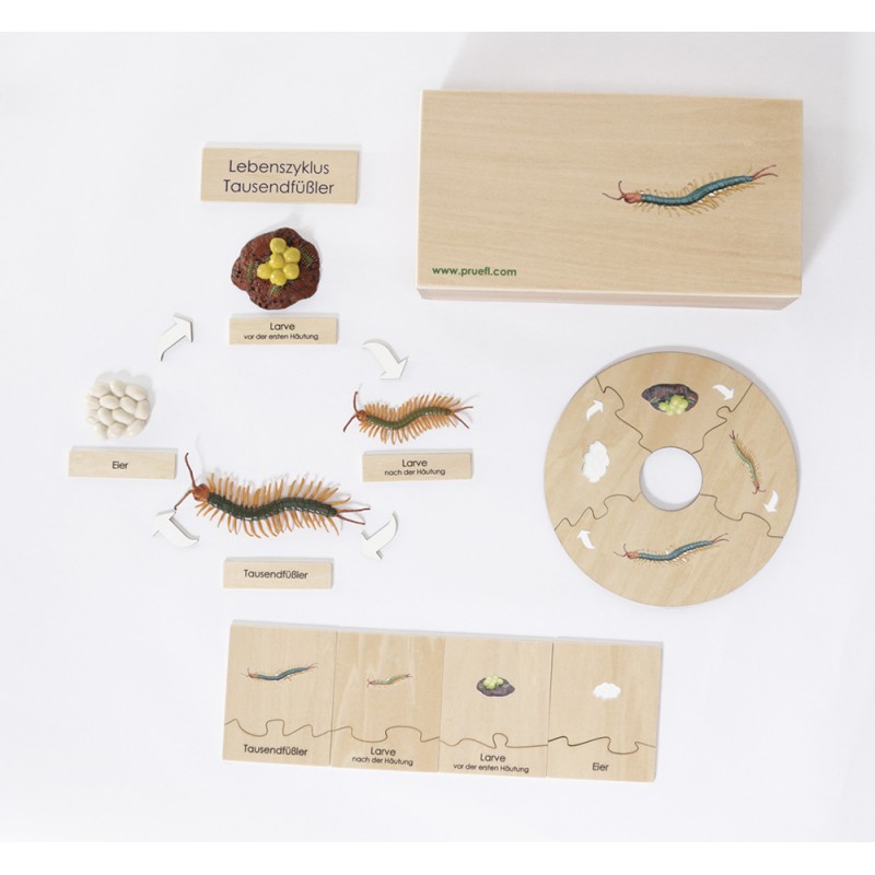 Life Cycle Set of a Centipede - German/English