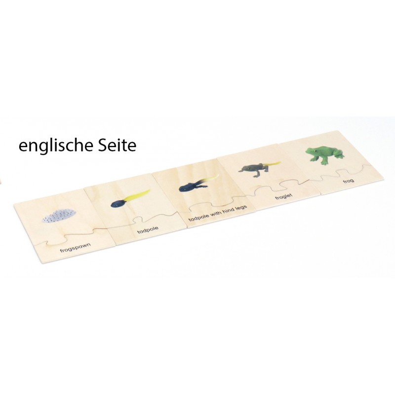 Life Cycle Set of a Frog - German/English