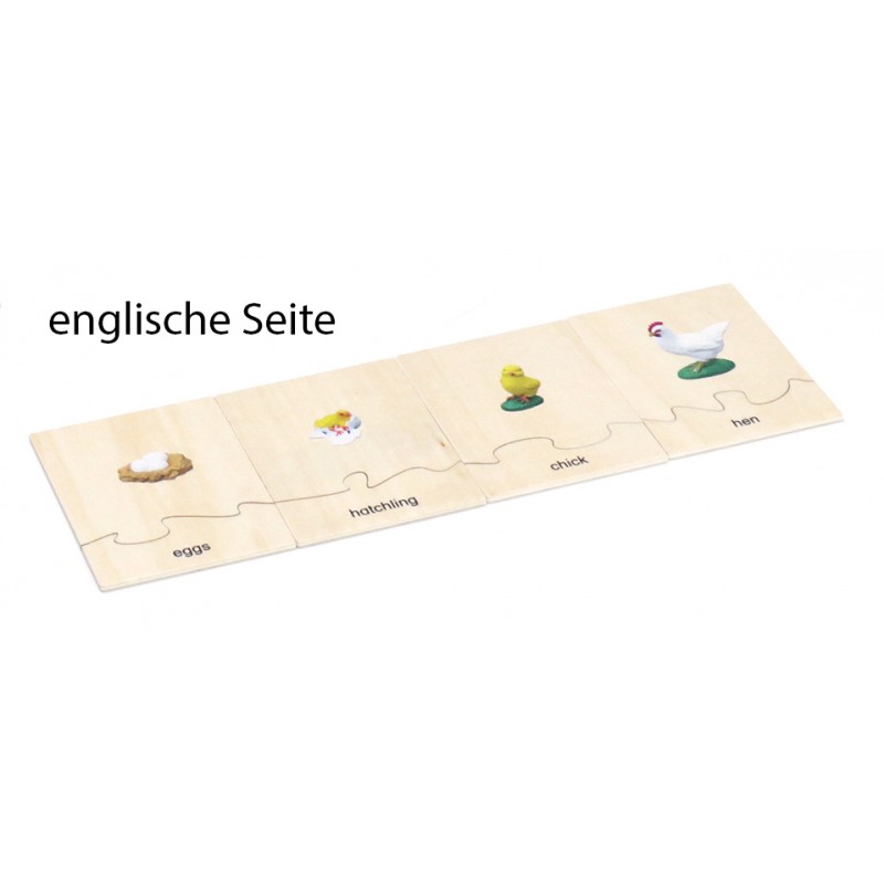 Life Cycle Set of a Chicken - German/English
