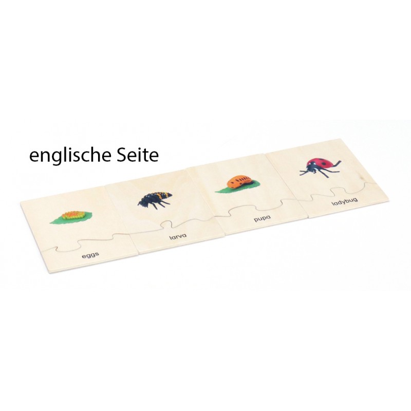 copy of Lebenszyklus - Marienkäfer - Arbeitsmaterial - Deutsch