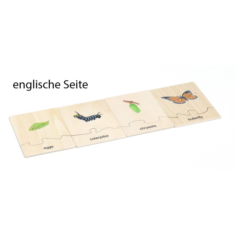 Life Cycle Set of a Butterfly - German/English
