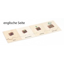 Life Cycle Set of a Bean Plant - German/English