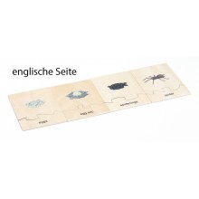 Life Cycle Set of a Spider - German/English