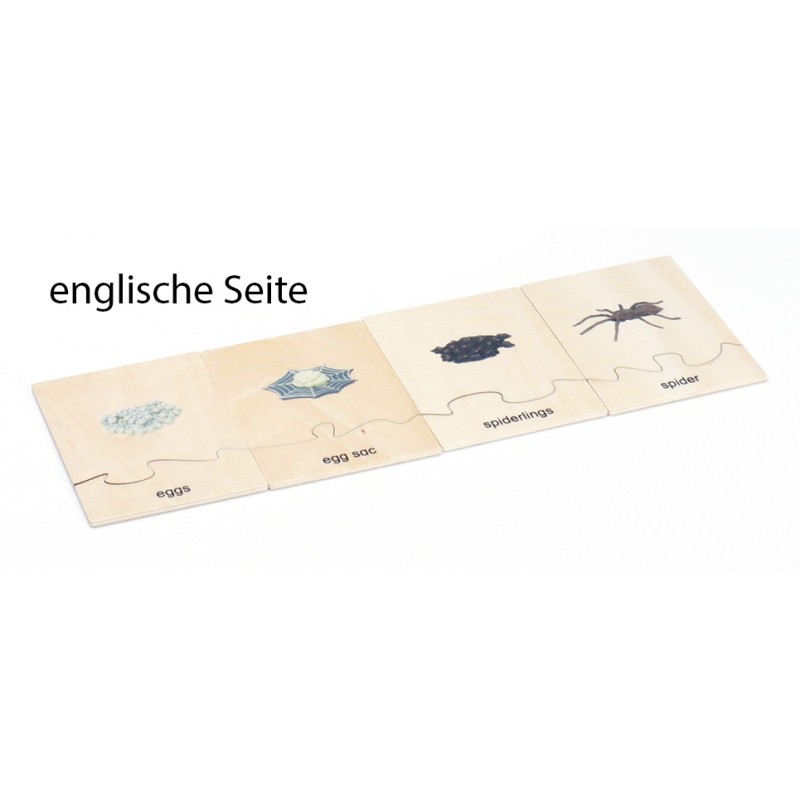 Lebenszyklus - Spinne - Arbeitsmaterial - Deutsch/Englisch Lebenszyklus - Spinne - Arbeitsmaterial - Deutsch/Englisch