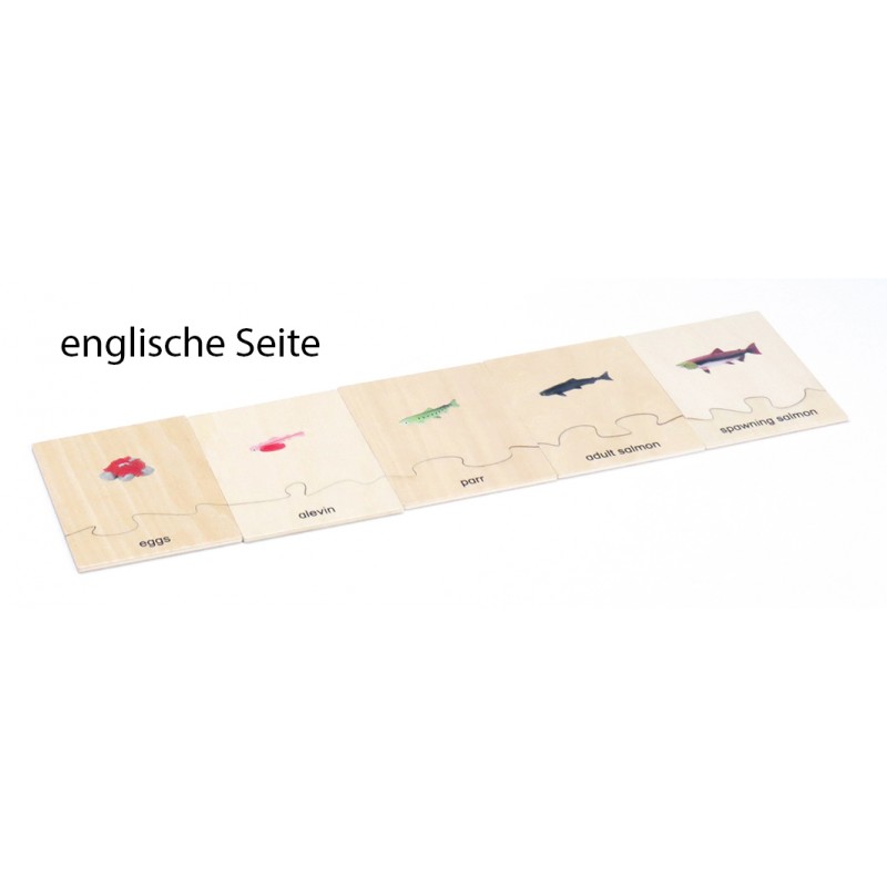 Life Cycle Set of a Salmen - German/English