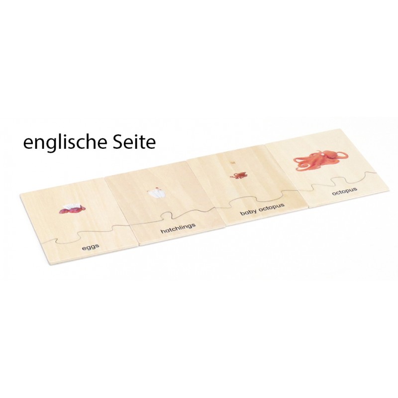 Lebenszyklus - Oktopus - Arbeitsmaterial - Deutsch/Englisch Lebenszyklus - Oktopus - Arbeitsmaterial - Deutsch/Englisch